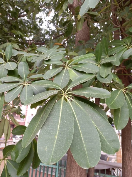 Växtnamnet Vit Champa Frangipani Jaipur Rajasthan India — Stockfoto