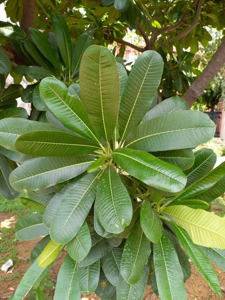 Bitki Adı White Champa Frangipani Jaipur Rajasthan Hindistan — Stok fotoğraf