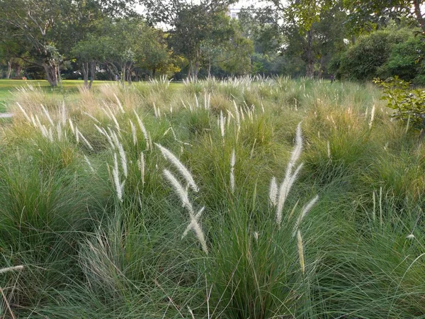 bitki adı Fountain grass, jaipur, rajasthan, Hindistan