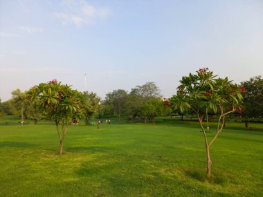 Bitki adı Red Champa, Red Frangipani, Jaipur, Rajasthan, Hindistan