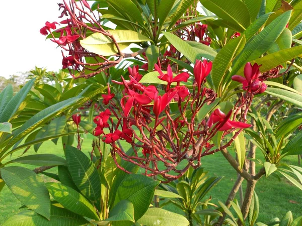 Nama Tanaman Adalah Champa Merah Frangipani Merah Jaipur Rajasthan India — Stok Foto