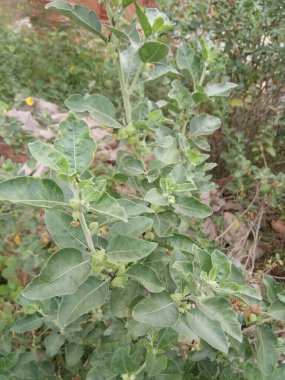 Bitki adı Ashwagandha, Jaipur, Rajasthan, Hindistan 