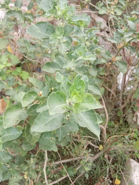 植物名Ashwagandha Jaipur Rajasthan India — 图库照片