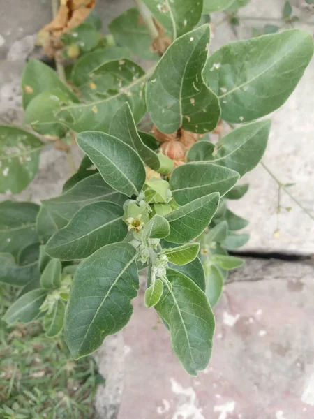 Название Растения Ashwagandha Jaipur Rajasthan India — стоковое фото