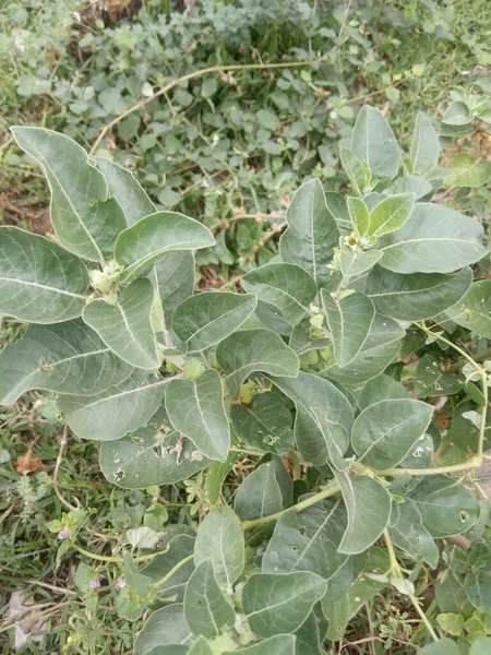 Nome Planta Ashwagandha Jaipur Rajasthan Índia — Fotografia de Stock