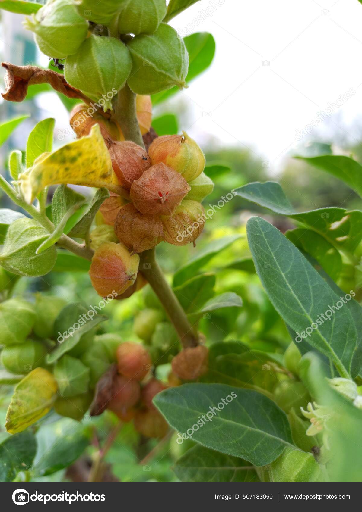 Poison Gooseberry图库照片 免版税poison Gooseberry图片 Depositphotos