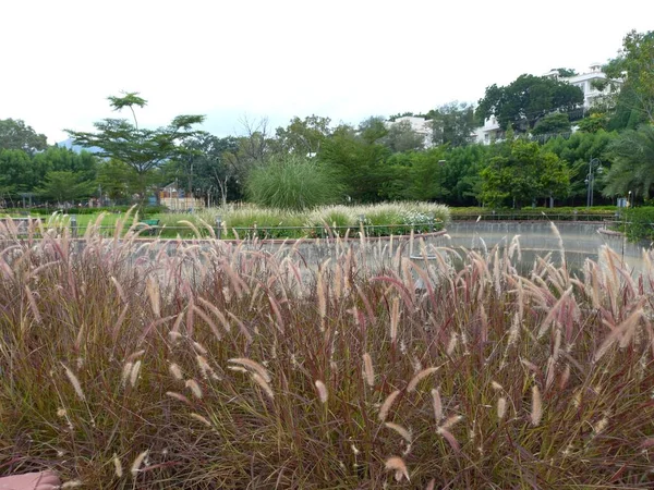 Purple Fountain Grass Fountain Grass Rajasthan India — Stock Photo, Image