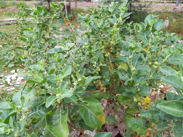 Nazwa Rośliny Ashwagandha Rajasthan Indie — Zdjęcie stockowe