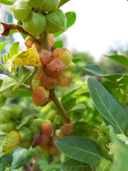 Nama Tanaman Adalah Ashwagandha Rajasthan India Stok Foto Bebas Royalti