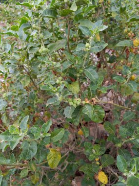 Bitki adı Ashwagandha, Rajasthan, Hindistan 