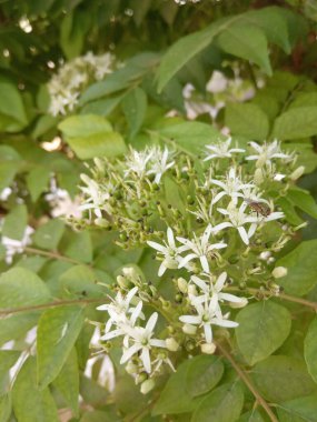 Bitki adı Curry patta, mitha neem, Curry tree, Murraya koenigii veya Bergera koenigii