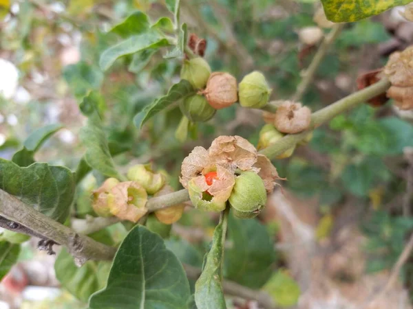 Название Растения Ashwagandha Rajasthan India — стоковое фото