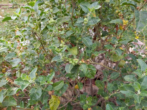 Название Растения Ashwagandha Rajasthan India — стоковое фото