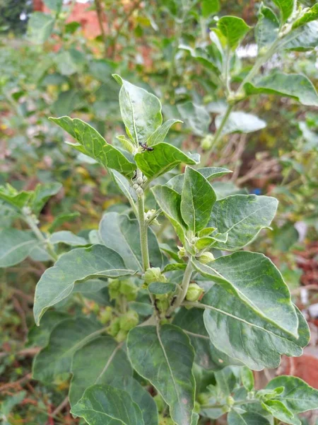 Bitki Adı Ashwagandha Rajasthan Hindistan — Stok fotoğraf