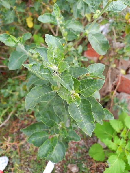 Nombre Planta Ashwagandha Rajasthan India — Foto de Stock