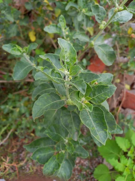 Växtnamn Ashwagandha Rajasthan Indien — Stockfoto