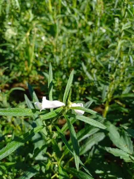 Nama Tanaman Adalah Sesame Til Rajasthan India — Stok Foto