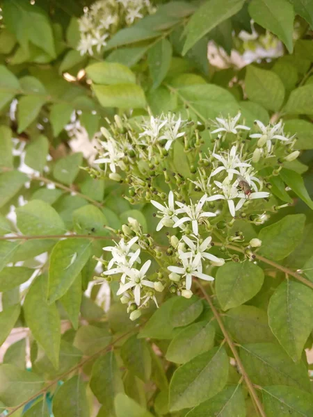 Bitki Adı Curry Patta Mitha Neem Curry Tree Murraya Koenigii — Stok fotoğraf