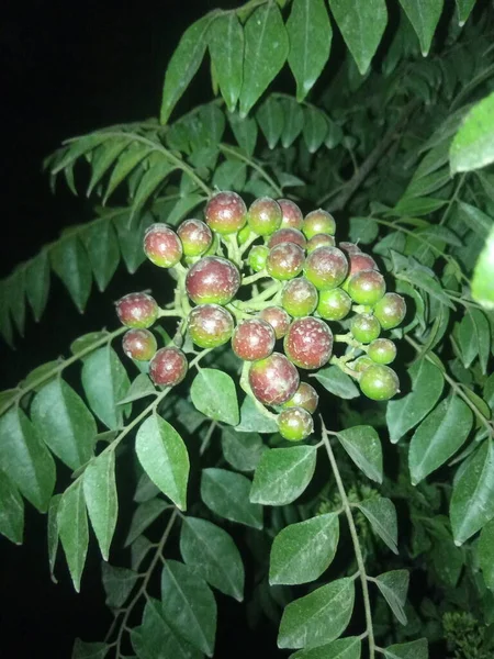 Nome Planta Curry Patta Mitha Neem Curry Tree Murraya Koenigii — Fotografia de Stock