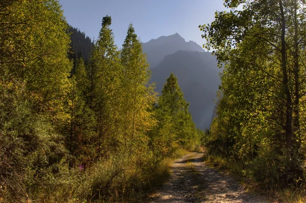 Autumn forest in mountains — Stock Photo, Image