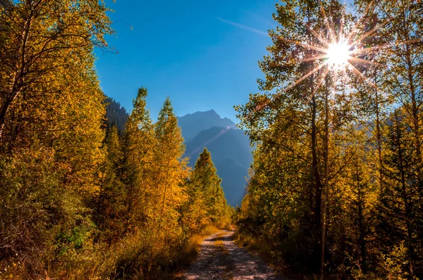 Autumn forest in mountains — Stock Photo, Image