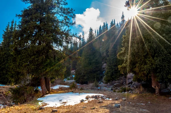 Landscape in the mauntains, forest — Stock Photo, Image