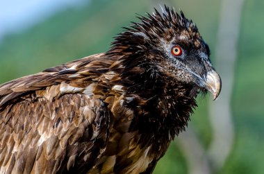 Akbaba veya sakallı akbaba