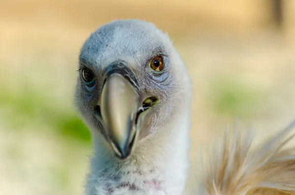 Closeup portrait of Griff Vulture — Stock Photo, Image