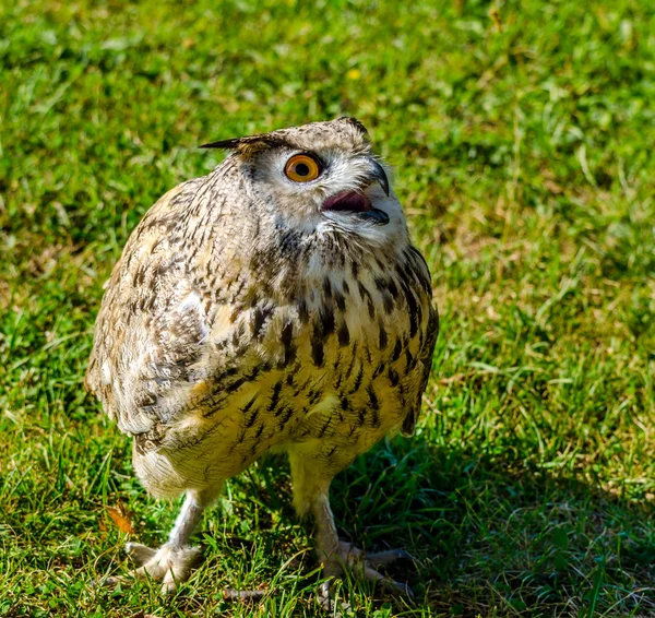 Eagle Owl Closeup — Stock Photo, Image