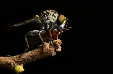 Robberfly (Asilidae kapatın)