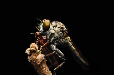 Robberfly (Asilidae kapatın)