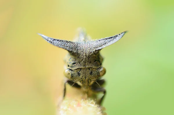 Blattläuse aus nächster Nähe, seltsame Baumkronen — Stockfoto