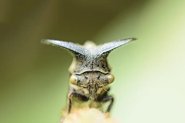 Close-up van bladluizen, vreemde treehopper — Stockfoto