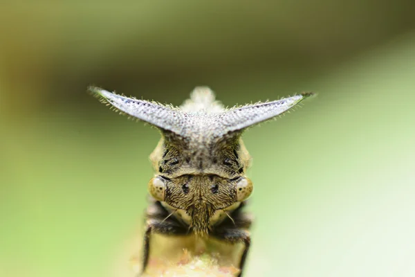 Uzavřít se mšice, zvláštní treehopper — Stock fotografie