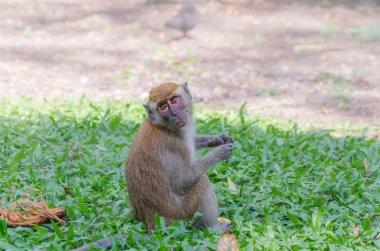 Maymun Tang Kuan Hill