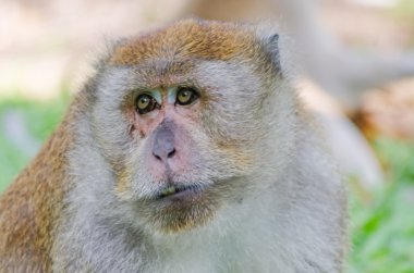 Maymun Tang Kuan Hill