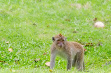 Maymun Tang Kuan Hill