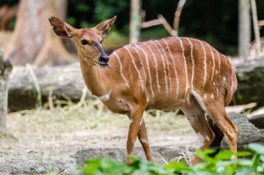 African striped deer clipart