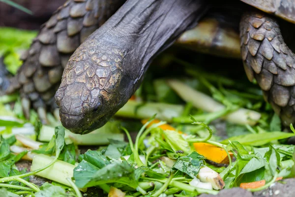 Adet kaplumbağa yemek