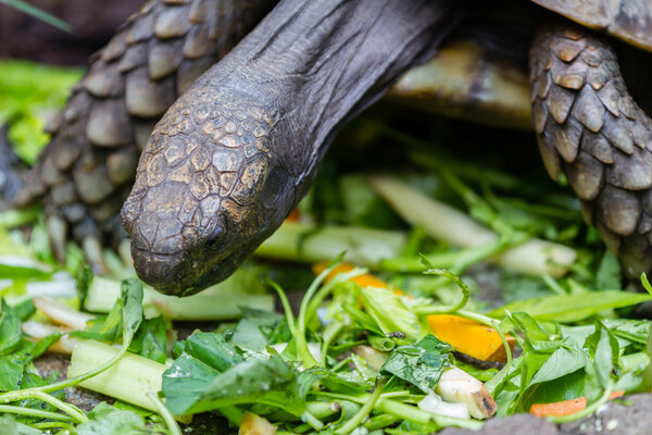 Гаинт-черепаха во время еды
