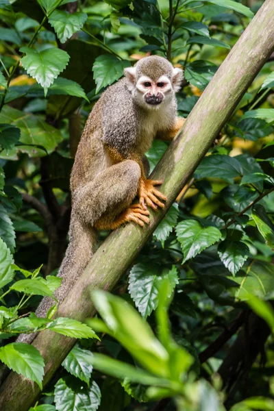 Maymun gövde üzerinde