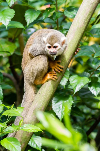 Maymun gövde üzerinde