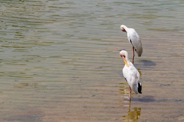 Riverside'da daha az emir subayı