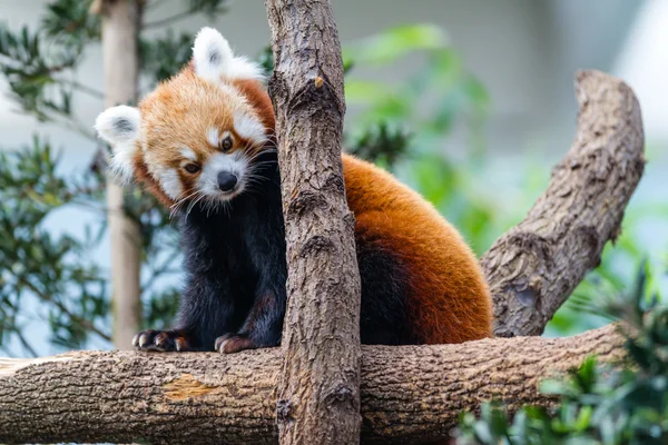 Panda rojo en tronco —  Fotos de Stock