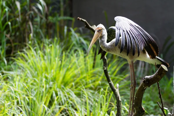 dalı üzerinde daha az emir subayı