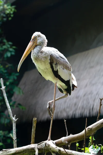 dalı üzerinde daha az emir subayı