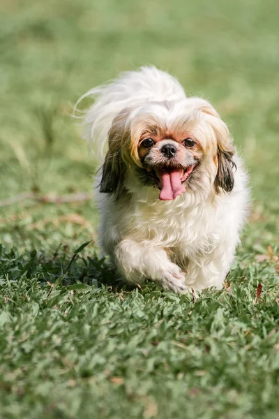 Shih Tzu parkta çalıştıran
