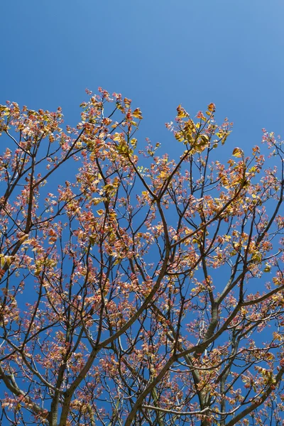 Mavi gökyüzü ile pembe kiraz çiçekleri