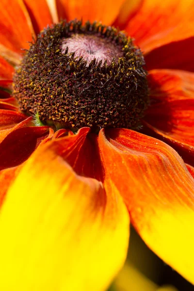 çiçek kadar yakın