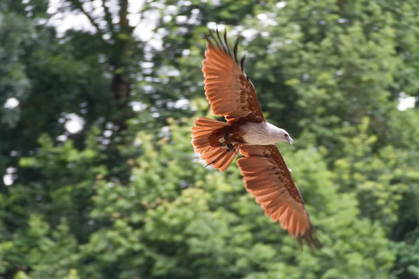 Beyaz Göbekli Deniz Kartalı